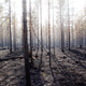 General view of a forest after one of the major wildfires in Angra, Ljusdal municipality, Sweden on July 22, 2018.